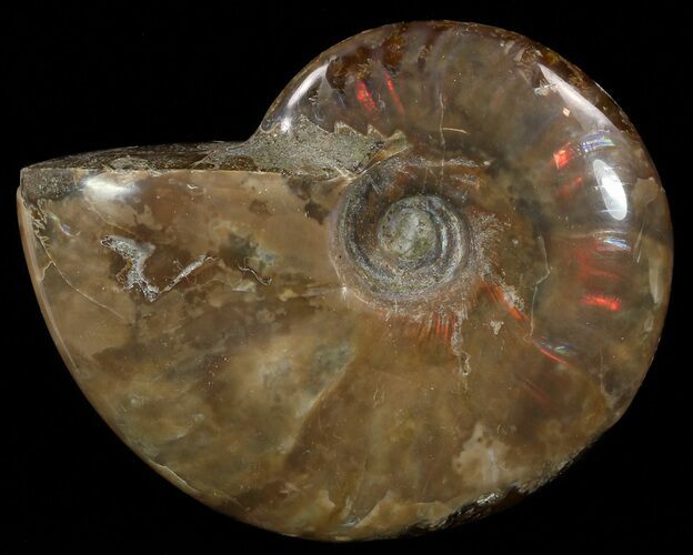 Flashy Red Iridescent Ammonite - Wide #52324